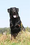 BEAUCERON 132